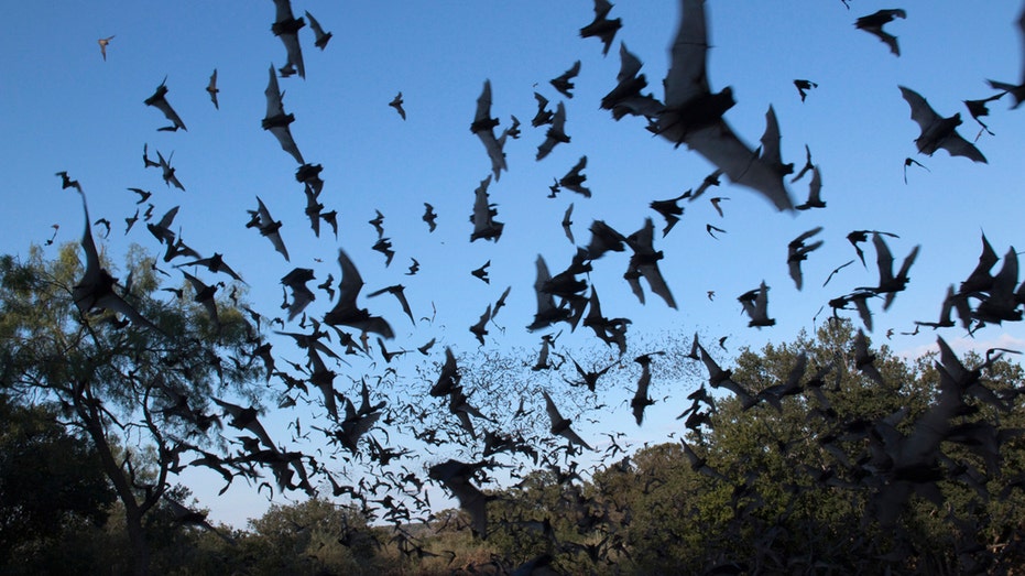 Bat flies into tourist's mouth during Arizona night sky photography trip Mackay Accountants